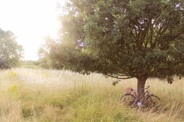 Bicycle standing on grass near a path with trees in the background